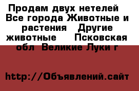 Продам двух нетелей - Все города Животные и растения » Другие животные   . Псковская обл.,Великие Луки г.